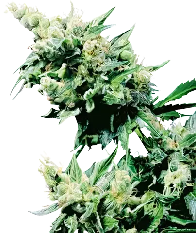 Hash Plant Cannabis Seeds