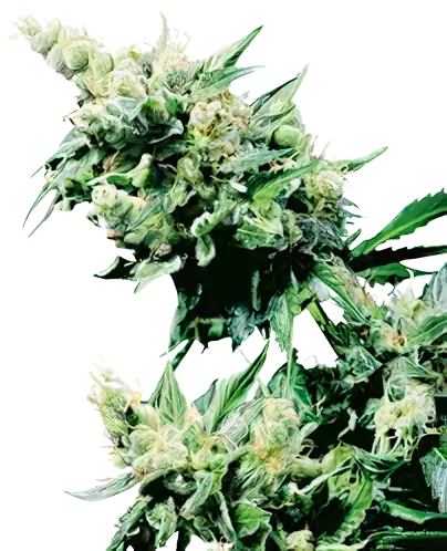 Hash Plant Cannabis Seeds
