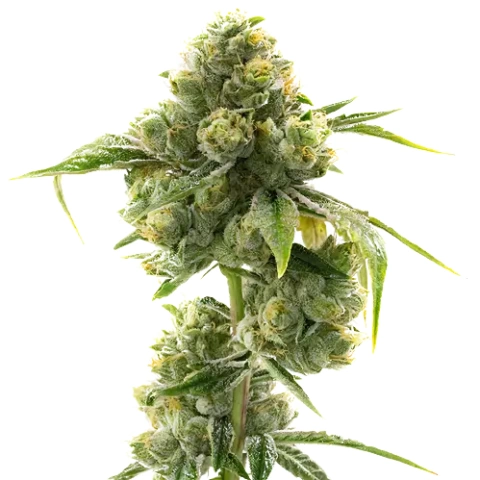 Hashbar OG Cannabis Seeds