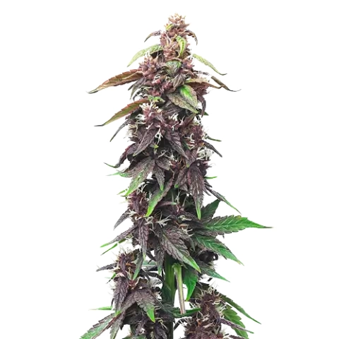 Hawaiian Purple Kush Cannabis Seeds