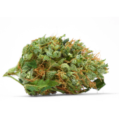 King Louis XIII Cannabis Seeds - Image 2