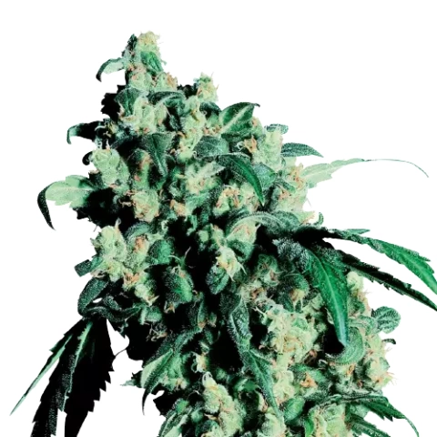 Lemon Drop Cannabis Seeds