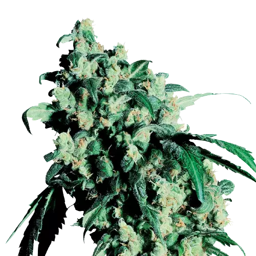 Lemon Drop Cannabis Seeds