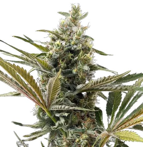 Lemon Haze Cannabis Seeds