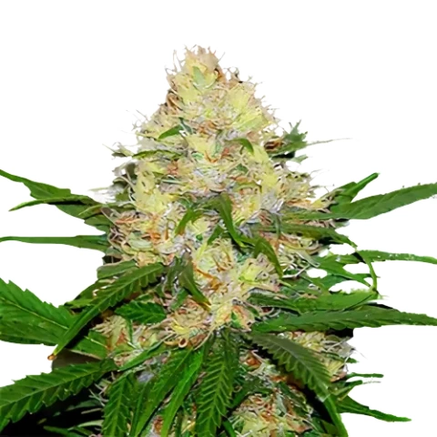 Mad Scientist Cannabis Seeds
