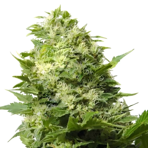 Maui Cannabis Seeds