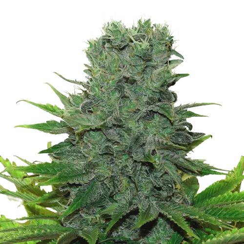 Medibud Cannabis Seeds