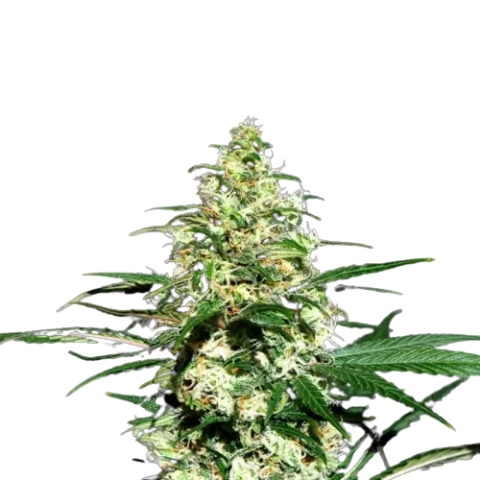 Mint Chocolate Cannabis Seeds