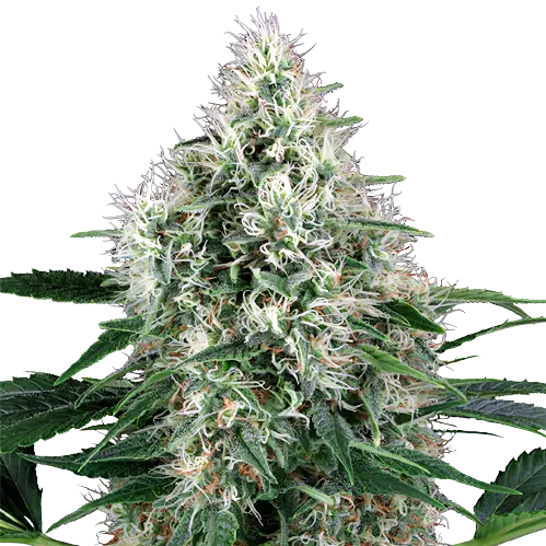 Molokai Frost Cannabis Seeds