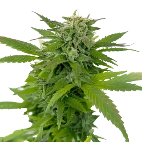 Moonshine Haze Cannabis Seeds