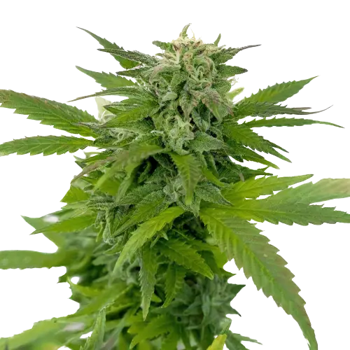 Moonshine Haze Cannabis Seeds