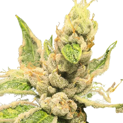 Motavation Cannabis Seeds