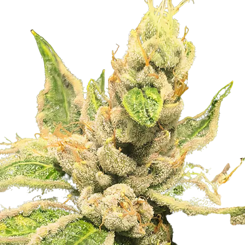 Motavation Cannabis Seeds