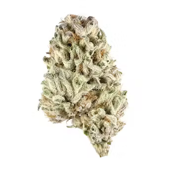 Motavation Cannabis Seeds - Image 2