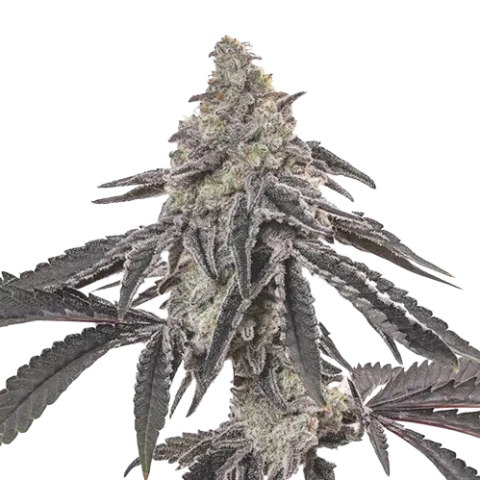 Ogre Berry Cannabis Seeds