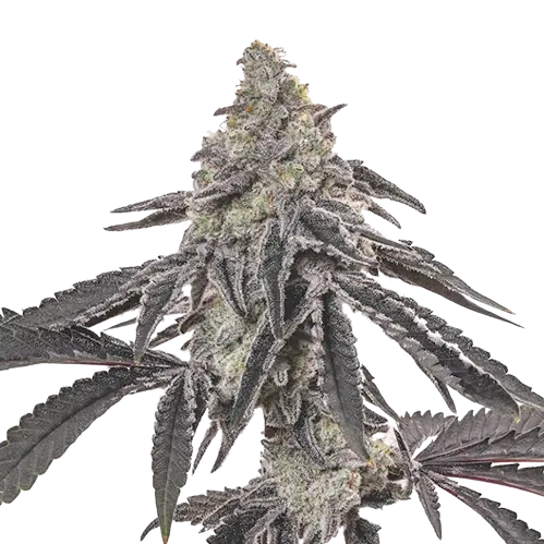 Ogre Berry Cannabis Seeds