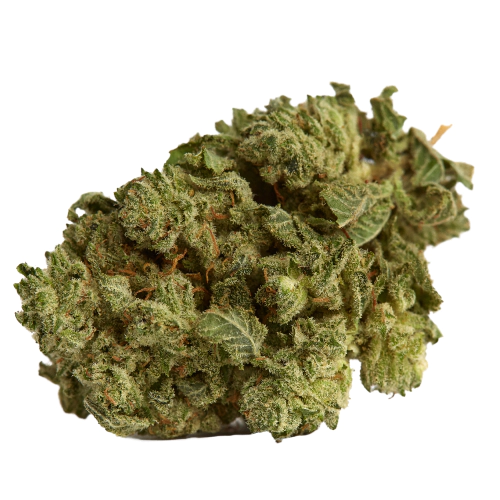 Pacific Blue Cannabis Seeds - Image 2