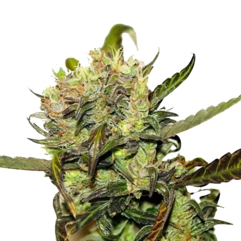 Pineapple Jack Cannabis Seeds