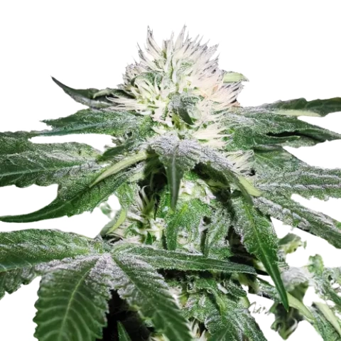 Pineapple Mayhem Cannabis Seeds