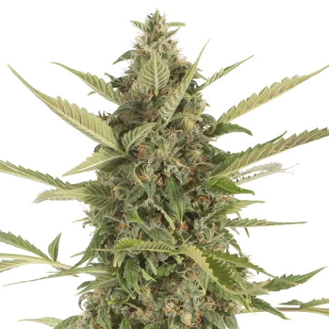 Platinum Bubba Kush cannabis seeds