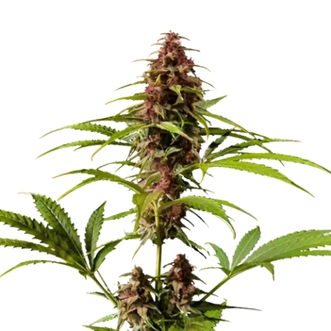 Pre-98 Bubba Kush cannabis seeds