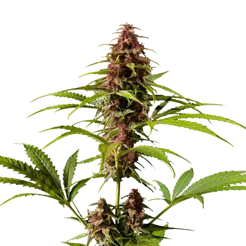 Pre-98 Bubba Kush cannabis seeds