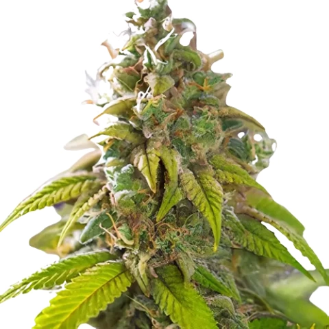 Primus Cannabis Seeds