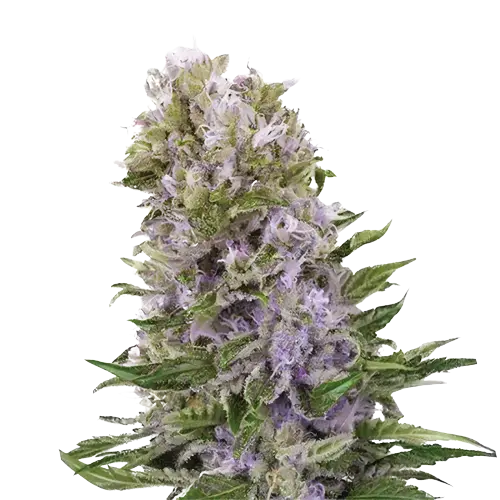 Space Dawg Cannabis Seeds