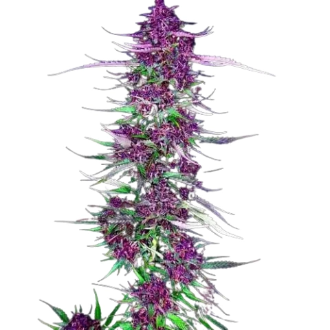 Purple Berry cannabis seeds