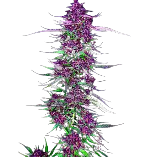Purple Berry cannabis seeds