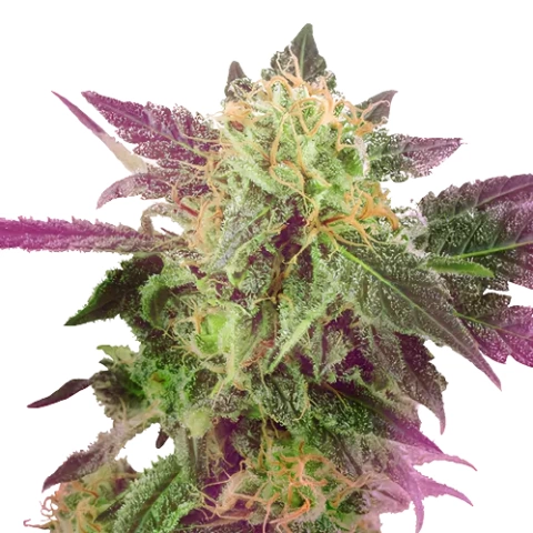 Purple Bubba cannabis seeds