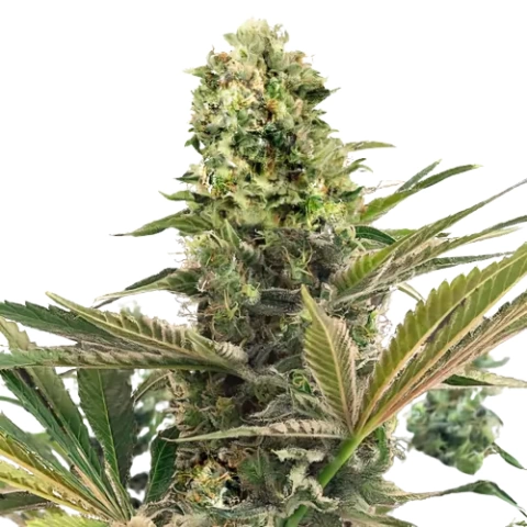 Purple Buddha cannabis seeds