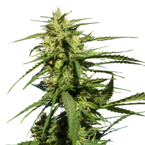 Purple Chemdawg cannabis seeds
