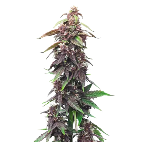 Purple OG Kush cannabis seeds