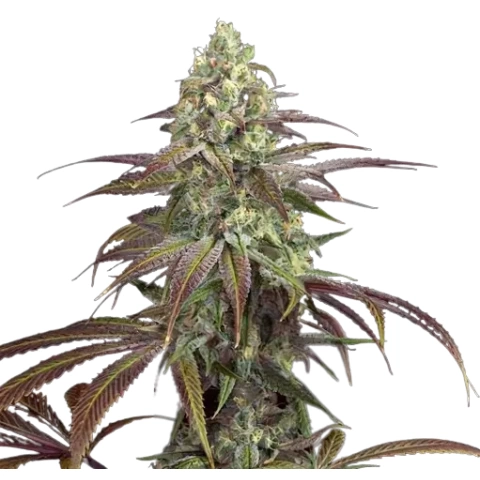 Qrazy Train cannabis seeds