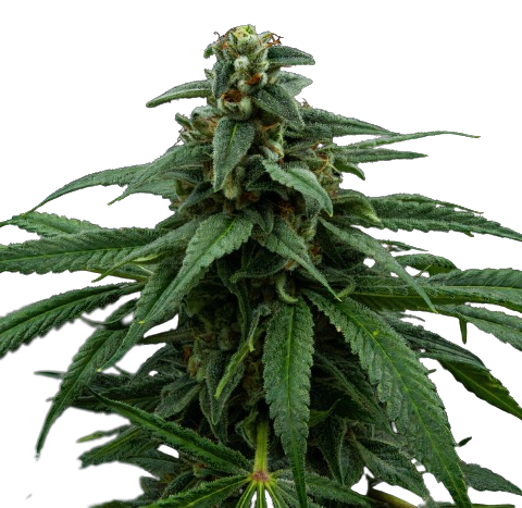 Red Headed Stranger Cannabis Seeds