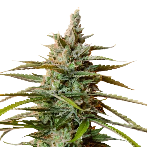 Rockstar Cannabis Seeds