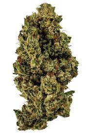 Rug Burn OG Cannabis Seeds - Image 2