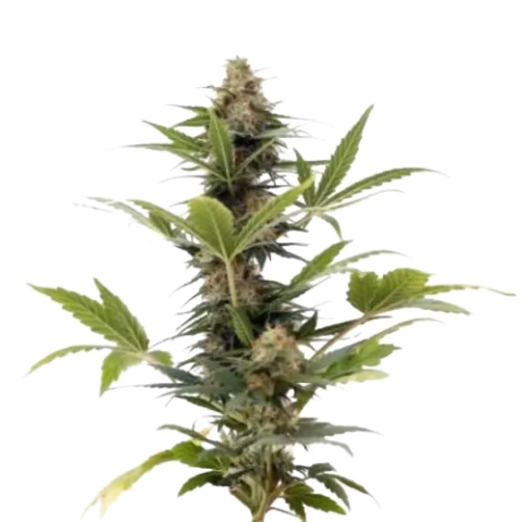 Russian Assassin Cannabis Seeds