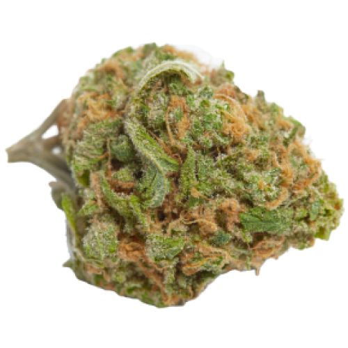 Santa Maria Cannabis Seeds - Image 2