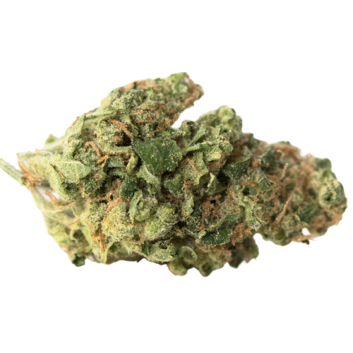 Seattle Blue Cannabis Seeds - Image 2