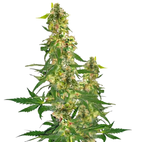 Shipwreck Cannabis Seeds