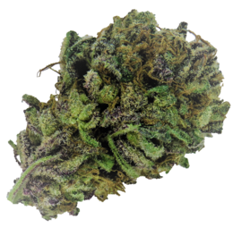 Shoreline Cannabis Seeds - Image 2