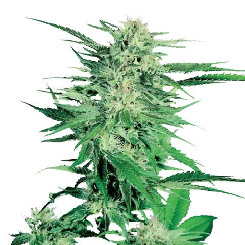 Silver Kush Cannabis Seeds