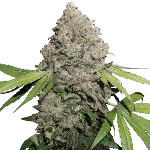 Sin City Kush Cannabis Seeds