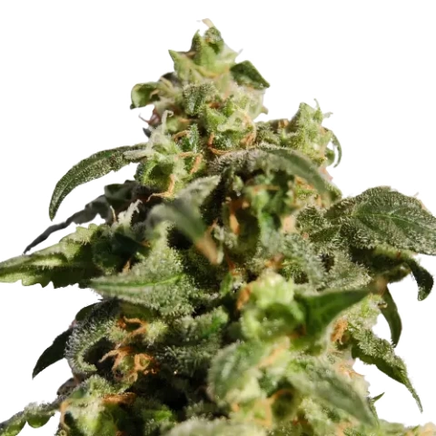 Snowcap Dream Cannabis Seeds