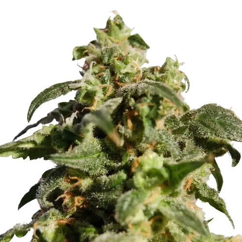 Snowcap Dream Cannabis Seeds