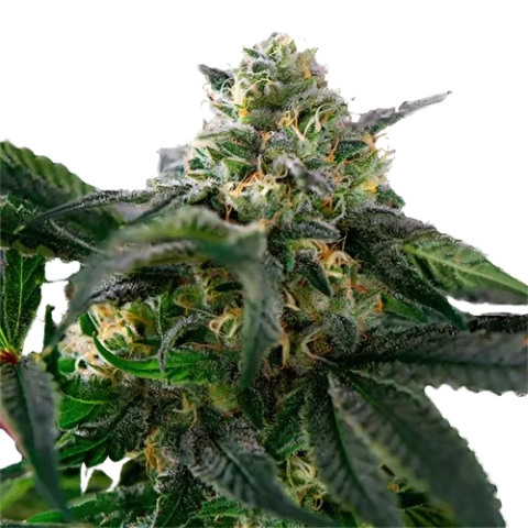 Sour Alien Cannabis Seeds