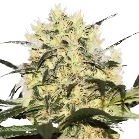 Sour Cheese Cannabis Seeds