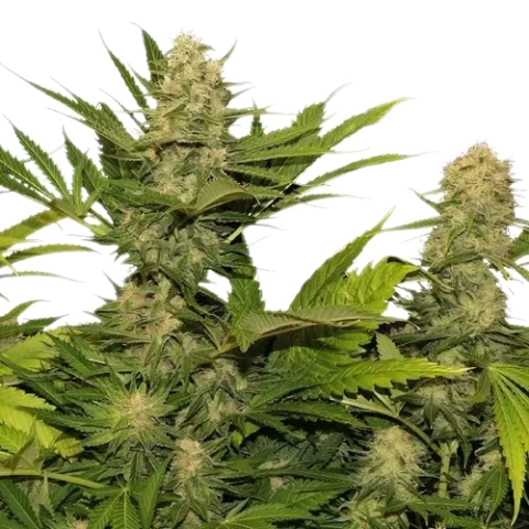 Space Queen Cannabis Seeds